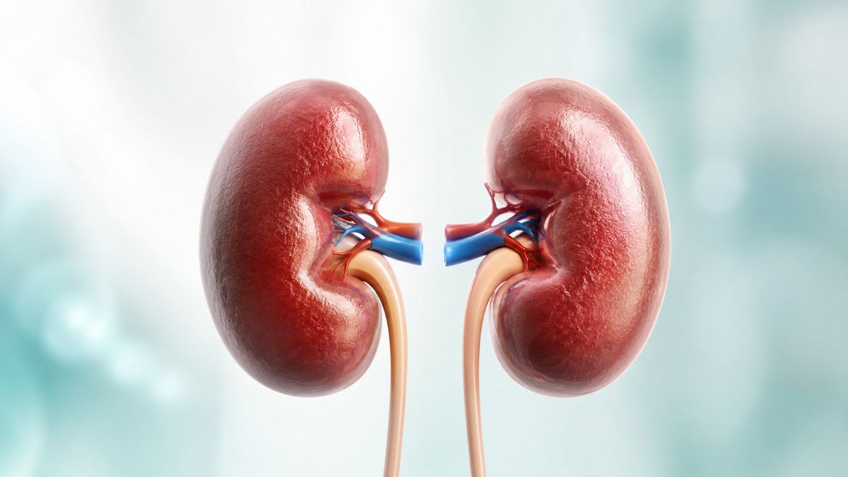 creatinine-egfr-perfectlab