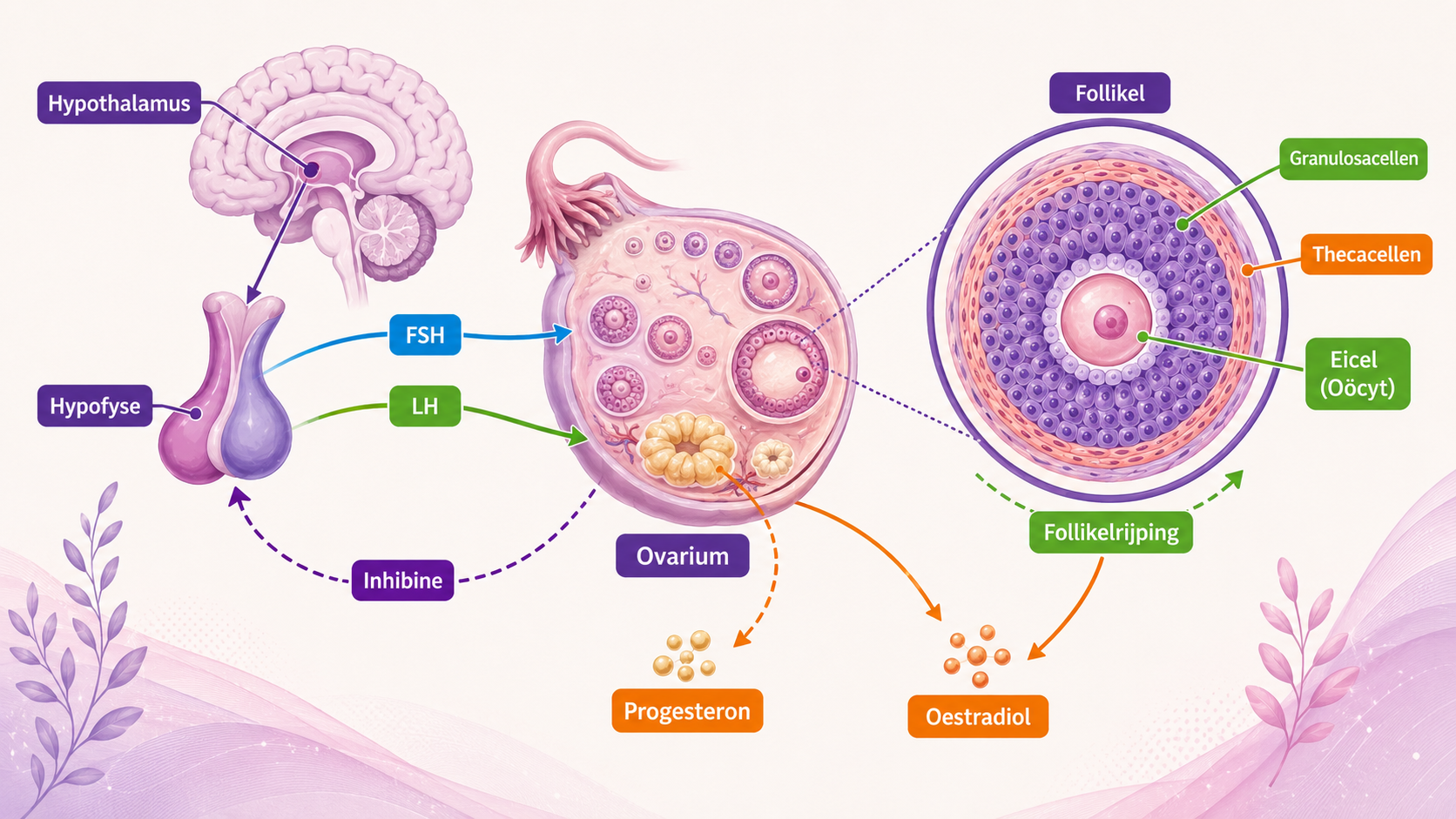 Vrouwelijke hormonen FSH, LH, oestradiol en progesteron tijdens de menstruatiecyclus